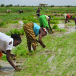Ségou : saisie de 178 briques de cannabis par la Douane