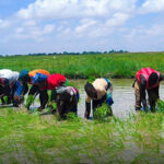 Compétitions CAF : Une 4ème journée décisive pour les clubs maliens